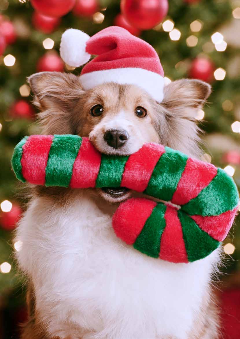 MWI Animal Health U.K. A Veterinary Solutions Provider