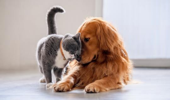 Cat Rubbing Face on Retrievers Snout Cat Rubbing Face on Retriever's Snout