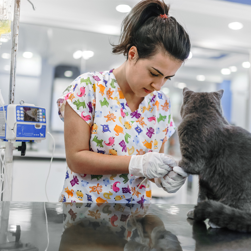 Veterinary placing a catheter via a cat in the clinic