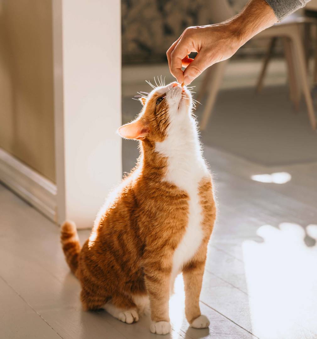 Cat getting cat treats