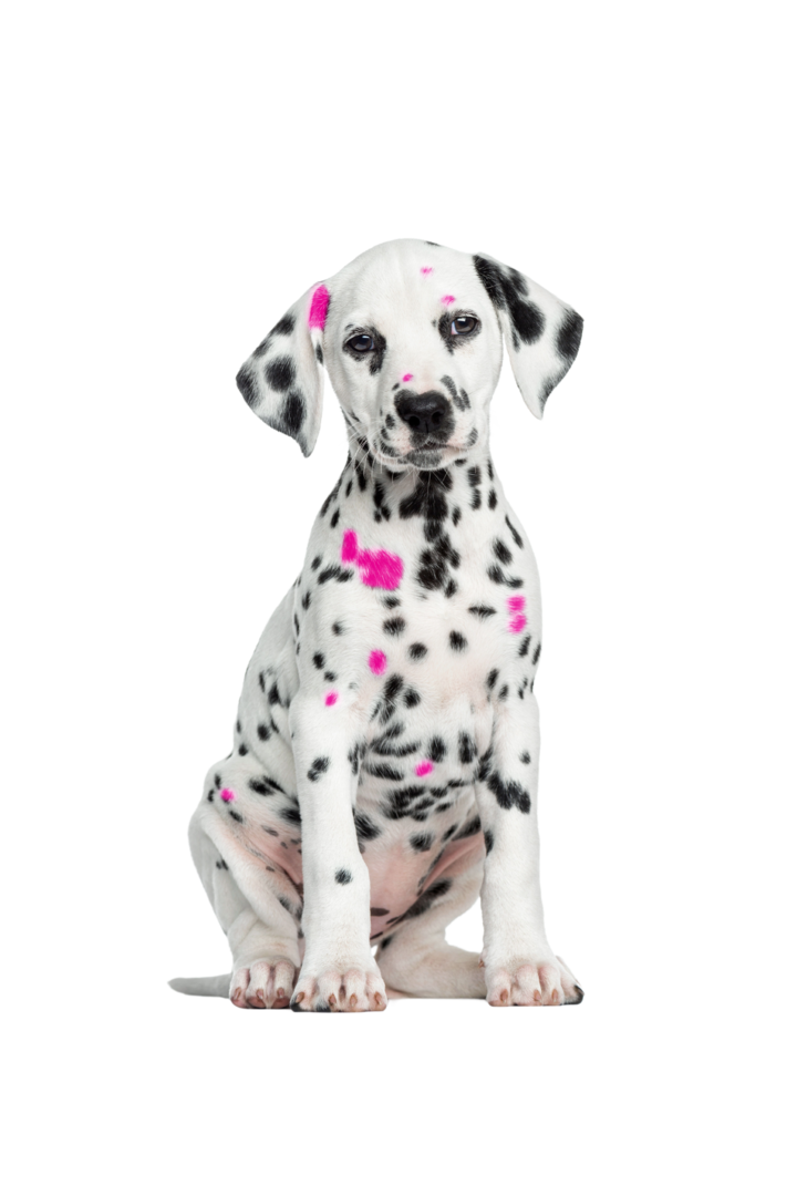 Dalmatian puppy with black and pink spots