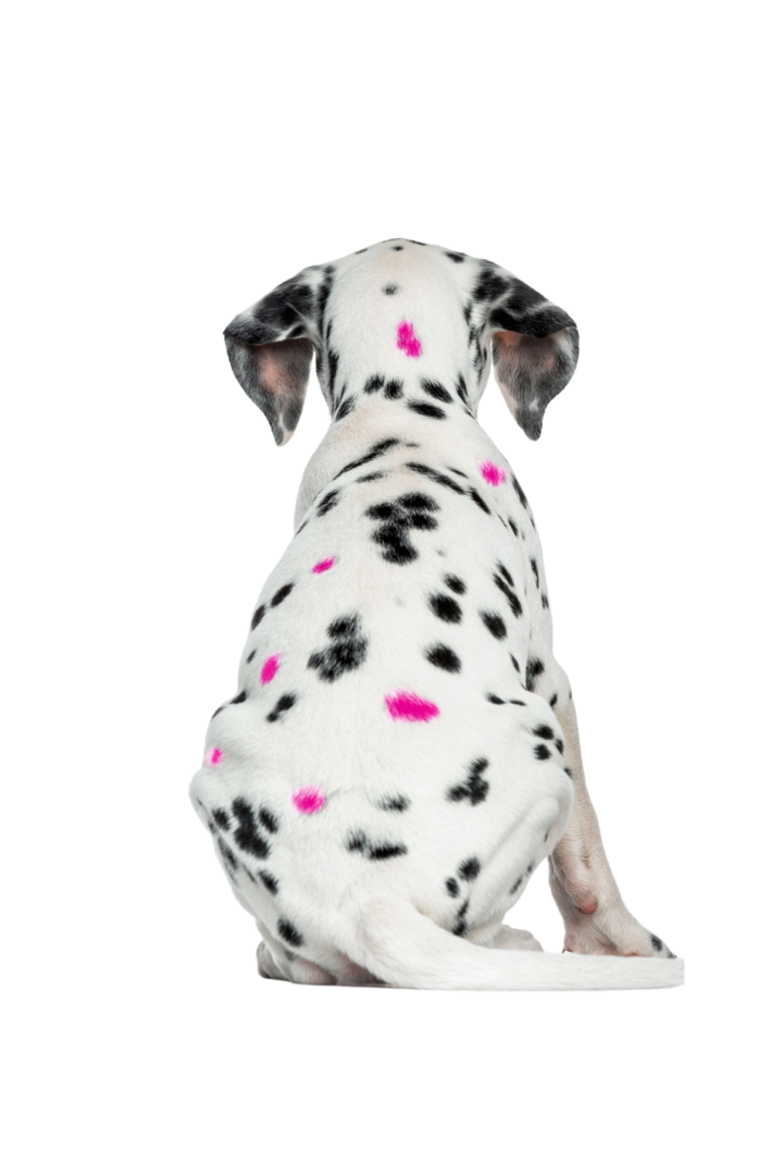 back of Dalmatian puppy with black and pink spots