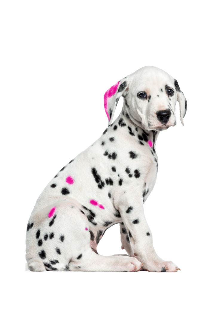 Dalmatian puppy with black and pink spots