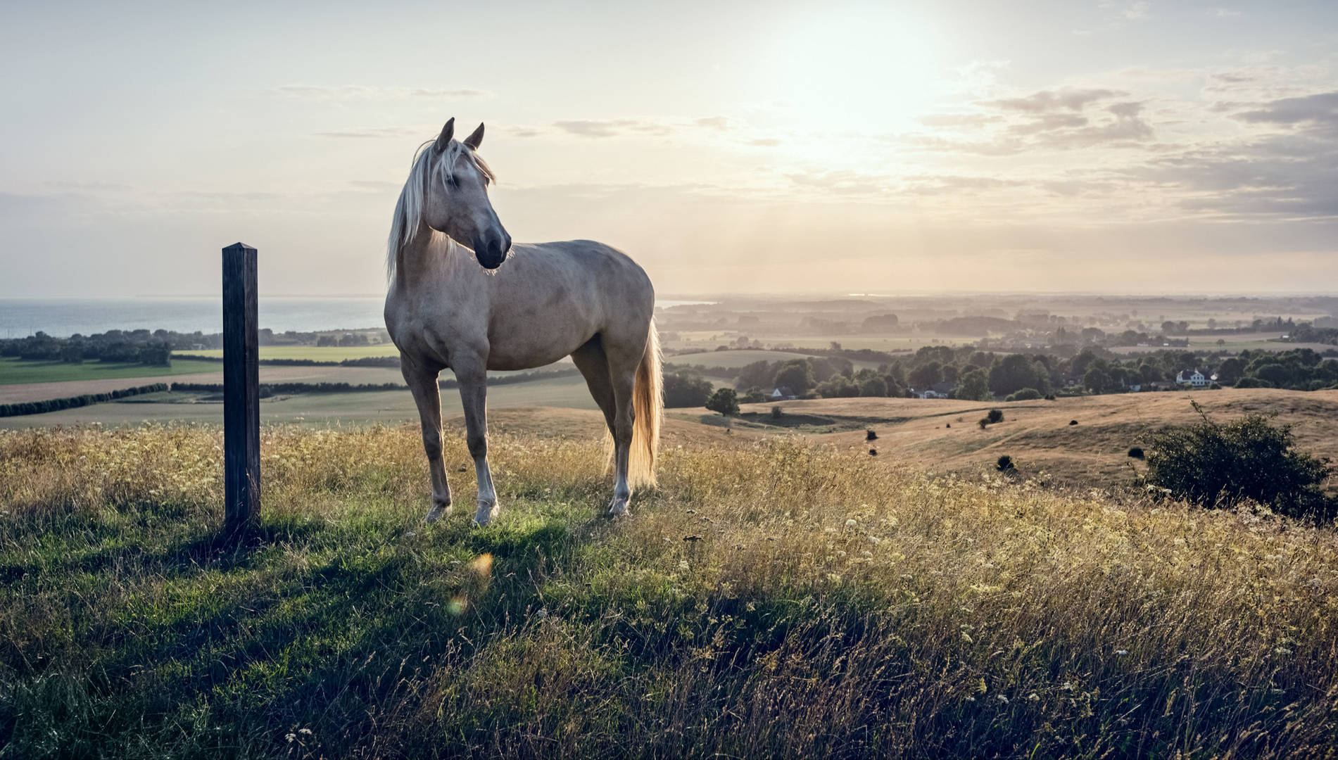 Four year old Palomino horse at sunset.