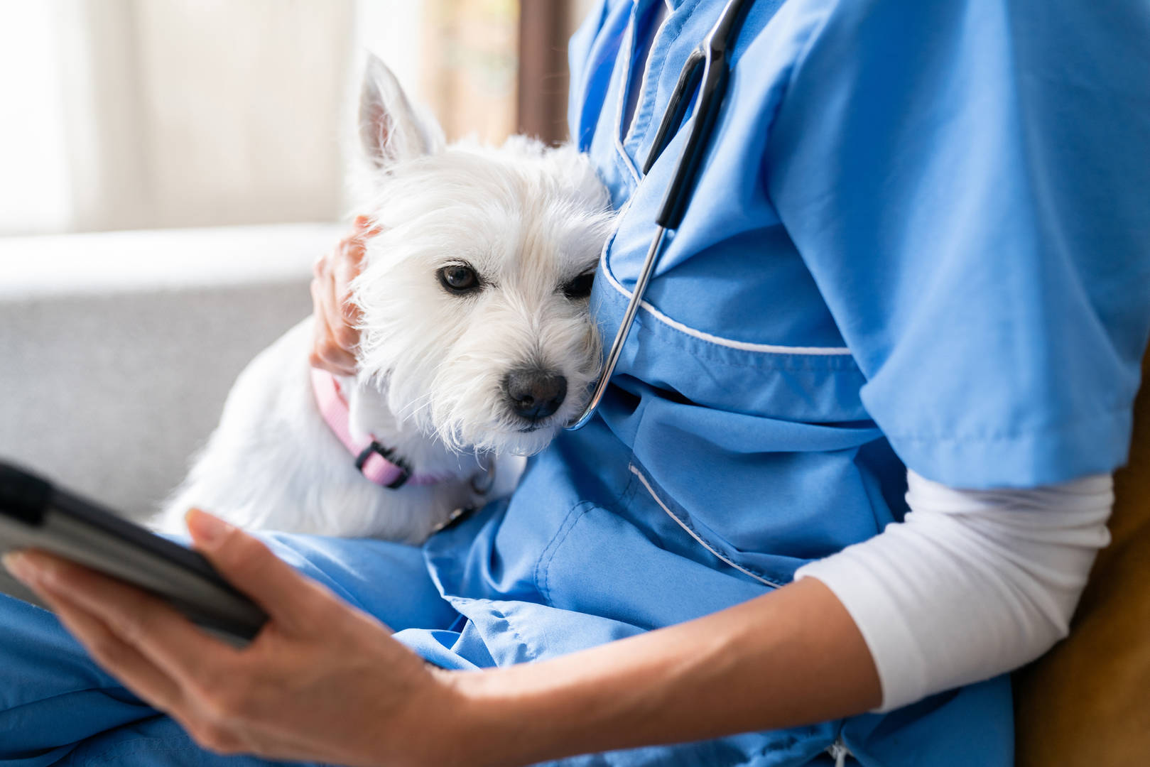 Person at home wearing scrubs, holding a tablet, cuddling a westie