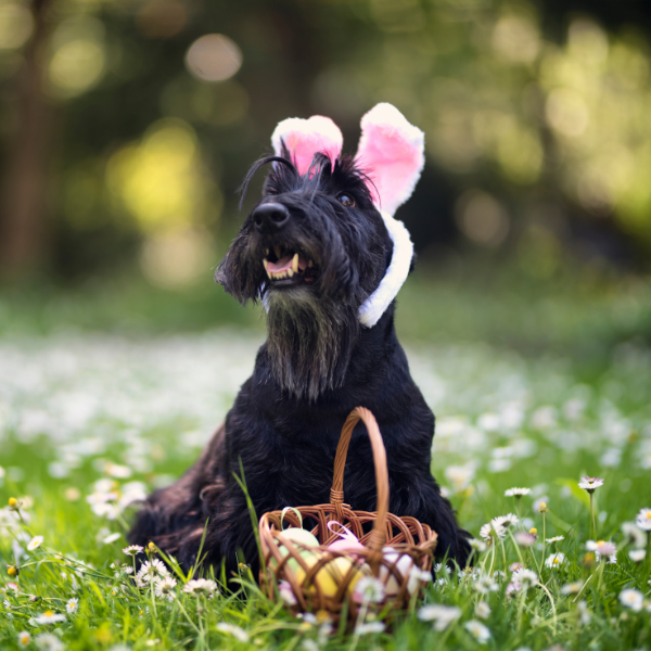 dog easter bunny